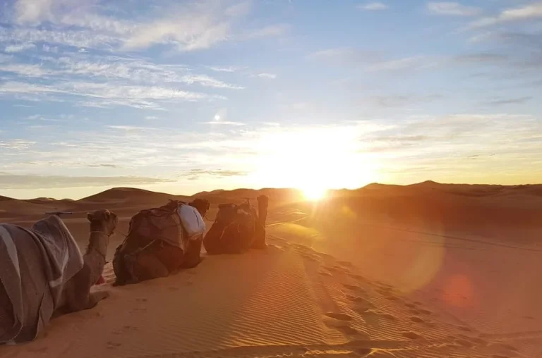 Camel Trekking in Foum Zguid