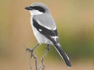 Great grey shrike perched on a thorn bush in the Moroccan Sahara