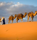Camel caravan crossing the golden dunes